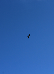 Crafting The Story Participants