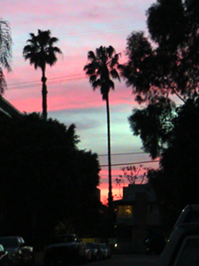 LA Ocean with Palm Trees