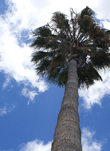 Photo of Palm Tree